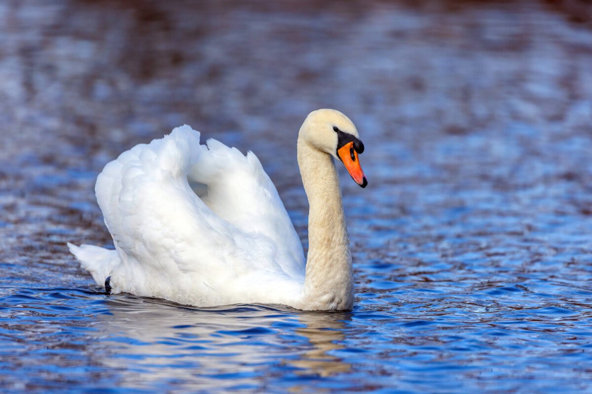 Hoeckerschwan, Hoecker-Schwan (Cygnus olor), schwimmend, Seitenansicht, Deutschland mute swan (Cygnus olor), swimming, s Einen Höckerschwan in Friedrichshain-Kreuzberg hat die Geflügelpest das Leben gekostet. Bild: IMAGO / blickwinkel