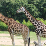 Sanfte Riesen: die Giraffen Maud und Katharina. Archivbild: Opel Zoo