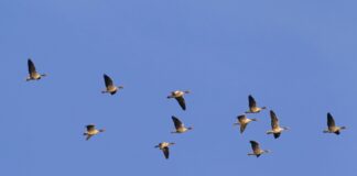 Elf Graugänse im Flug vor blauem Himmel