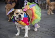 In Marzahn-Hellersdorf findet zum ersten Mal die Pride Week statt. Der Bezirk ruft dazu auf, sich mit Aktionen und Ideen zu beteiligen. Bild: IMAGO / ZUMA Wire