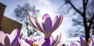 Krokusse blühen auf dem Grünstreifen einer Straße vor dem blauen Himmel, während die Bäume im Hintergrund noch kahl sind.