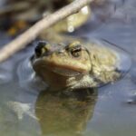 Kröte sitzt mit geöffneten Augen im Wasser, blickt in die Kamera