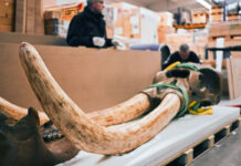 Das Amerikanische Mastodon war eine Art der Rüsseltiere aus der ausgestorbenen Gattung Mammut. Der Transport der kostbaren Zähne stellt auch für spezialisierte Kunstlogistiker eine Herausforderung dar. Foto: djd-k/hasenkamp/Fem & Filou