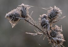 Der Nachtfrost hat Eiskristalle auf einer Pflanze entstehen lassen.