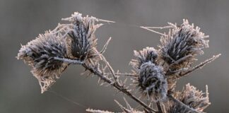 Der Nachtfrost hat Eiskristalle auf einer Pflanze entstehen lassen.