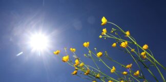 Butterblumen im Sonnenschein.