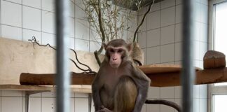 Ein Makake aus Privatbesitz sitzt im Tierheim Berlin.