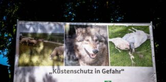 «Küstenschutz in Gefahr» steht auf einem Plakat, das einen Wolf und ein gerissenes Schaf zeigt.
