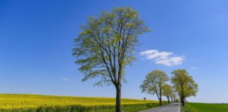 Leuchtend gelb blühen die Rapspflanzen auf einem Feld neben einer Allee im Landkreis Oder-Spree.