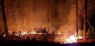 Flammen schlagen in die Höhe und Rauch steigt auf bei Nacht in einem Waldstück nahe Jüterbog.