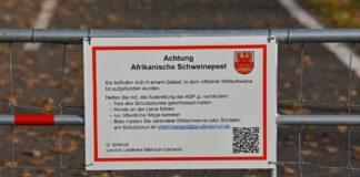 Ein Hinweisschild zur Afrikanischen Schweinepest (ASP) ist an einem Schutztor an der deutsch-polnischen Grenze angebracht.