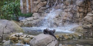 Die Zwergotter Susi und Strolch tummeln sich im Tierpark Berlin auf der Otter-Insel.