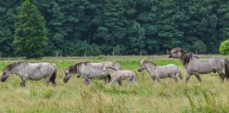 Tiere der Liebenthaler Pferdeherde laufen hintereinander her.