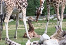 Ein Giraffen-Jungtier liegt in einem Gehege des Berliner Tierparks.