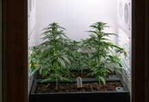 Eine Growbox zum Anbau von Cannabis wird auf der Hanfmesse «Mary Jane» präsentiert.
