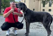 Dogge Ramses und Besitzer Patrick Hein: Schafft es der Hund als größter lebender Hund ins Guinness-Buch der Rekorde?