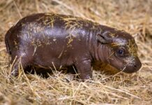 Noch hat das junge Hippo keinen Namen