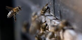 Trotz der Seuche können der Honig oder andere Bienenprodukte ohne Bedenken verzehrt werden. (Symbolbild)