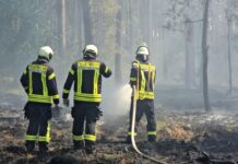 In Brandenburg gab es 2023 im bundesweiten Vergleich die meisten Waldbrände (Archivbild)