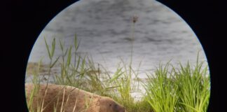 2012 war eine Kegelrobbe in der Oder bei Schwedt nachgewiesen worden.