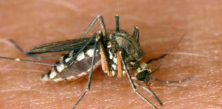  Hauptsächlich wird das Virus von Stechmücken zwischen wildlebenden Vögeln übertragen. Mücken können aber auch Menschen damit infizieren. (Symbolbild).