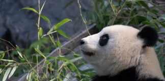 Bei Panda-Dame Meng Meng wurde eine verstärkte Aktivität der Gebärmutter festgestellt. (Archivbild)