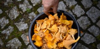 Pilzsammler können im Sommer reichlich Pfifferlinge in Brandenburgs Wäldern finden. (Archivfoto)