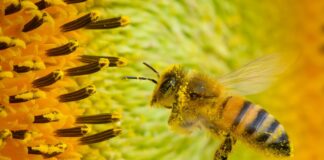 Die Bienenpopulation hat sich in Brandenburg etwas erholt.