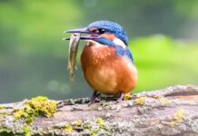 Der Eisvogel ist in Brandenburg besonders an Gewässern weit verbreitet.