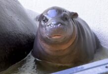 Das kleine Flusspferd im Berliner Zoo hat endlich einen Namen. (Archivbild)