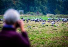 Kraniche und andere Zugvögel kann man in diesen Tagen bei Exkursionen beobachten. (Archivfoto)