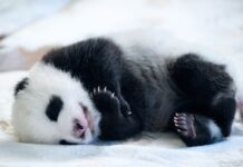 Das Panda-Bett wird in der Innenanlage des Geheges aufgestellt. 