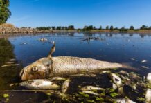 Das massive Fischsterben in der Oder im Sommer 2022 hat sich bislang nicht wiederholt.