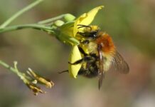 In Berlin soll es mehr Flächen für Wildbienen geben. (Archivfoto)