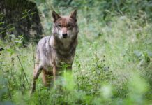 Ein toter Wolf mit einer Schussverletzung ist im Oder-Spree-Kreis entdeckt worden. (Archivbild)