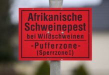 Ein Fall von Afrikanischer Schweinepest bei einem Wildschwein in Brandenburg nahe der Grenze zu MV versetzt die Behörden im Nordosten in Alarmbereitschaft. (Archivbild)