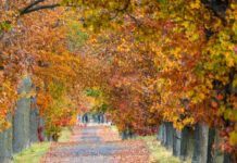 Das heitere Herbstwetter lädt zu Spaziergängen ein.