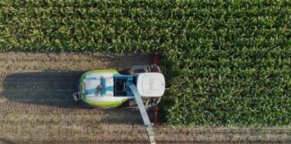 Landwirte in Brandenburg haben 2024 mehr Silomais geerntet. (Archivbild)