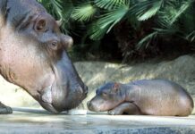 Ein Bild aus besseren Zeiten: Flusspferd Nicole 2011 mit ihrer Tochter Nala. (Archivbild)