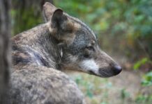 Wie oft greifen Wölfe Hunde an? Es gibt immer wieder Fälle von verletzten und toten Hunden, die amtlich untersucht werden. (Archivbild) 