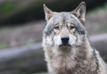 Ein Wolf soll im Kreis Dahme-Spreewald einen Jagdhund getötet haben - der Jagdverband fordert ein rasches Handeln. (Symbolbild)