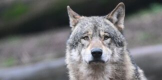 Ein Wolf soll im Kreis Dahme-Spreewald einen Jagdhund getötet haben - der Jagdverband fordert ein rasches Handeln. (Symbolbild)