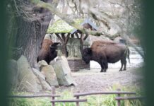 Der Tierpark hatte nach einem Ausbruch der Maul- und Klauenseuche fast drei Wochen geschlossen. (Archivbild)