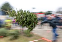 Wie viele Meter fliegt eigentlich ein Weihnachtsbaum? In Cottbus steht nach dem Fest wieder der Tannen-Weitwurf an. (Archivbild)