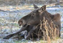 Elchkuh Olga (nicht im Bild) sollte Mitte Dezember im Wildpark Schorfheide einziehen. (Archivbild)