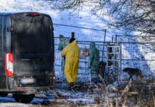 Wegen des Ausbruchs der Maul- und Klauenseuche bei einer Wasserbüffel-Herde in Brandenburg wurden im näheren Umkreis des Fundorts weitere Tiere getötet. 