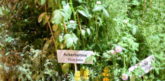 Die Messestände auf der Grünen Woche stimmen schon aufs Balkon-Bepflanzen im Frühling ein. Bild: IMAGO/Fotostand