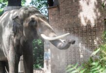 Drei Meter Schulterhöhe, knapp fünf Tonnen Gewicht: Victor war das mit Abstand schwerste Tier im Zoo. (Archivbild)