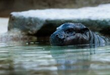 Mini-Hippo Toni kann ab Freitag wieder besucht werden. (Archivbild)