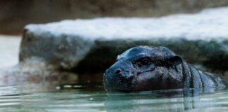 Mini-Hippo Toni kann ab Freitag wieder besucht werden. (Archivbild)